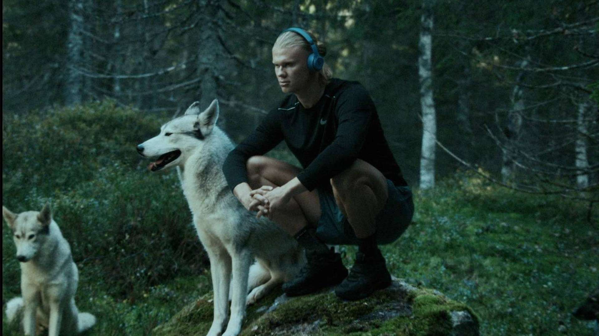 部的过渡阶 部的过渡阶